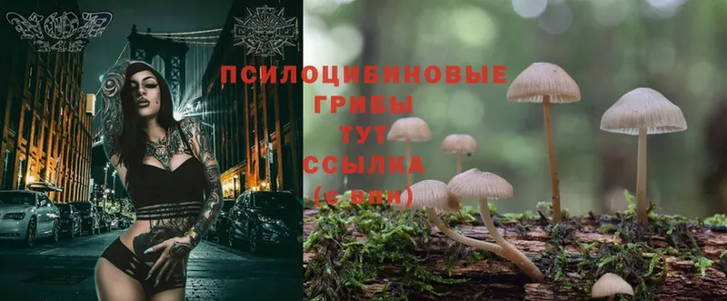 Псилоцибиновые грибы Psilocybe  MEGA как зайти  Владикавказ 